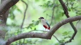 Feenhaftes pitta stock video Feenhaftes pitta stock video