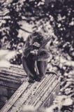 Feest van Bloemen voor dit Macaque bij de Bovenkant van Krabi, Thailand stock foto's Feest van Bloemen voor dit Macaque bij de Bovenkant van Krabi, Thailand stock foto's
