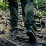 The feet of a tourist in sports shoes with walking sticks on a mountain path against the backdrop of a old forest