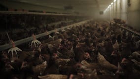 Feg lantgård, ägg och hönsproduktion stock video Feg lantgård, ägg och hönsproduktion stock video