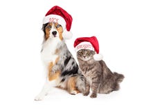 Feiertags-australischer Schäfer Dog und Tabby Cat lizenzfreie stockfotos Feiertags-australischer Schäfer Dog und Tabby Cat lizenzfreie stockfotos