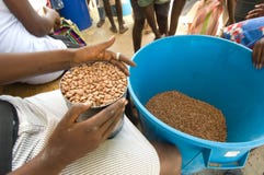 Feijões de distribuição Feijões de distribuição