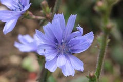 Fel på blomman! arkivbilder Fel på blomman! arkivbilder