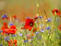 Feld der Mohnblume-Blumen Lizenzfreies Stockfoto Feld der Mohnblume-Blumen Lizenzfreies Stockfoto
