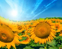 Feld der Sonnenblumen Feld der Sonnenblumen