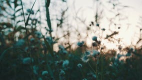 Feld des Grases während des Sonnenuntergangs Feld des Grases während des Sonnenuntergangs