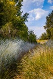 Feld des wilden Grases Weg im hohen Gras stockbilder Feld des wilden Grases Weg im hohen Gras stockbilder
