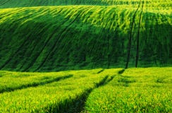 Feld malerisches hügeliges Feld Landwirtschaftliches Feld im Frühjahr Lizenzfreie Stockfotos Feld malerisches hügeliges Feld Landwirtschaftliches Feld im Frühjahr Lizenzfreie Stockfotos