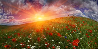Feld mit hellen blühenden Mohnblumen stockbild Feld mit hellen blühenden Mohnblumen stockbild