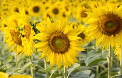 Feld von Sonnenblumen mit dem hellen Sonnenlicht Stockbild Feld von Sonnenblumen mit dem hellen Sonnenlicht Stockbild