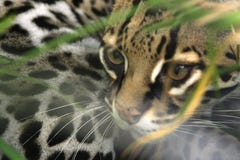 Felicia, eine Pardelkatze, Spione durch Bürste an der Tukan-Rettungs-Ranch, eine Rettungsanlage der wild lebenden Tiere in San Is lizenzfreies stockfoto Felicia, eine Pardelkatze, Spione durch Bürste an der Tukan-Rettungs-Ranch, eine Rettungsanlage der wild lebenden Tiere in San Is lizenzfreies stockfoto