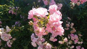 Felika rosor royaltyfri bild Felika rosor royaltyfri bild