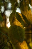 Fell durch die Sonne stockfoto Fell durch die Sonne stockfoto