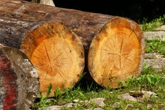 Felled Tree Trunks Stock Photos Felled Tree Trunks Stock Photos