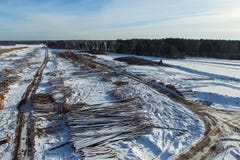 The felled trees lie under the open sky. Deforestation in Russia. Destruction of forests in Siberia. Harvesting of wood royalty free stock photos The felled trees lie under the open sky. Deforestation in Russia. Destruction of forests in Siberia. Harvesting of wood royalty free stock photos