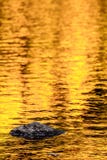 Felsen- und Goldherbstseereflexionen stockfotos Felsen- und Goldherbstseereflexionen stockfotos