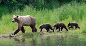 Female Alaskan Brown Bear With Cubs Stock Images