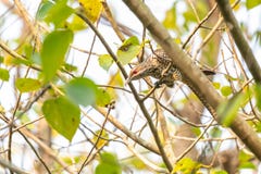 Female Asian Koel perching on Bo tree stock photos Female Asian Koel perching on Bo tree stock photos