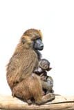 Female baboon holding her sleeping baby child isolated on white Royalty Free Stock Photo Female baboon holding her sleeping baby child isolated on white Royalty Free Stock Photo