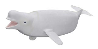 Female Beluga Whale Isolated On White Background Stock Photography