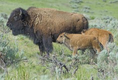 Female Bison With Two Calves In Green Field. Stock Images