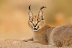 Female Caracal Resting, South Africa Royalty Free Stock Photography Female Caracal Resting, South Africa Royalty Free Stock Photography