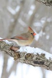 Female Cardinal On Snowy Tree Branch Royalty Free Stock Photography Female Cardinal On Snowy Tree Branch Royalty Free Stock Photography