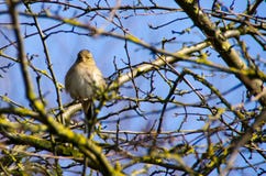 Female chaffinch enjoying the sun Royalty Free Stock Photo Female chaffinch enjoying the sun Royalty Free Stock Photo
