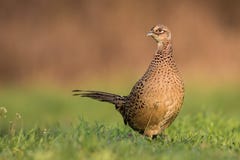 Female common pheasant, phasianus colchicus, in spring evening light on meadow with blurred background. royalty free stock photography Female common pheasant, phasianus colchicus, in spring evening light on meadow with blurred background. royalty free stock photography
