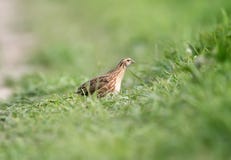 A female common quail Coturnix coturnix royalty free stock images A female common quail Coturnix coturnix royalty free stock images