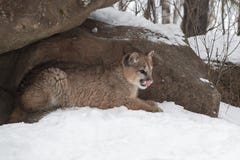 Cougar Puma Concolor Lies In Rock Den 