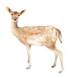 Female deer. Watercolor element for the design of wedding invitations, posters, illustrations. Isolated object.