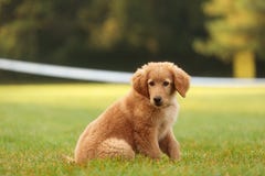 Female Dog Hovawart Gold Little Puppy On The Grass Royalty Free Stock Images