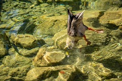 a female duck diving for food in a lake in bavaria, germany