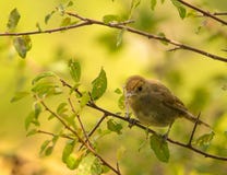 Female Eurasian Blackcap royalty free stock images Female Eurasian Blackcap royalty free stock images