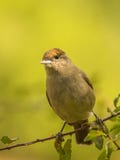 Female Eurasian Blackcap royalty free stock image Female Eurasian Blackcap royalty free stock image