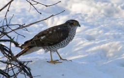 Female Eurasian Sparrowhawk sits in snow near a bush in winter stock photography Female Eurasian Sparrowhawk sits in snow near a bush in winter stock photography