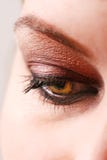 Female Eye With Make Up Royalty Free Stock Image Female Eye With Make Up Royalty Free Stock Image