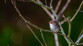 Female Fairy Wren in Australia stock image Female Fairy Wren in Australia stock image