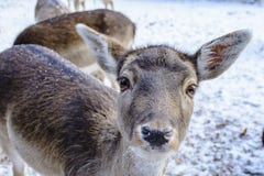 A female fallow buck royalty free stock image A female fallow buck royalty free stock image
