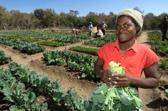 Female Farmer In Zimbabwe Stock Image Female Farmer In Zimbabwe Stock Image