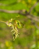 Female flowers on branch ash-leaved maple, Acer negundo, macro with bokeh background, selective focus, shallow DOF Royalty Free Stock Image Female flowers on branch ash-leaved maple, Acer negundo, macro with bokeh background, selective focus, shallow DOF Royalty Free Stock Image