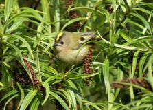 Female Goldcrest (Regulus regulus) Stock Photos Female Goldcrest (Regulus regulus) Stock Photos