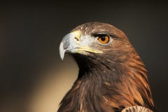 Female Golden Eagle Aquila Chrysaetos Detail Head Portrait Royalty Free Stock Photo