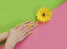 Female hands manicure, gerbera flower on a colored background royalty free stock photos Female hands manicure, gerbera flower on a colored background royalty free stock photos