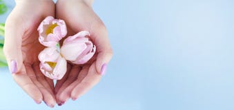 Female hands with purple manicure hold tulips stock photos Female hands with purple manicure hold tulips stock photos