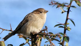Female house sparrow royalty free stock image Female house sparrow royalty free stock image