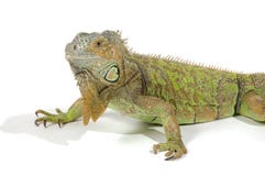 Female Iguana With Big Beard Stock Photo