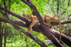 Female lion is resting on the tree. royalty free stock image Female lion is resting on the tree. royalty free stock image