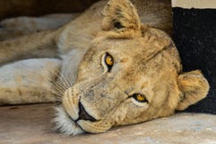 A female lion staring directly at you royalty free stock photography A female lion staring directly at you royalty free stock photography